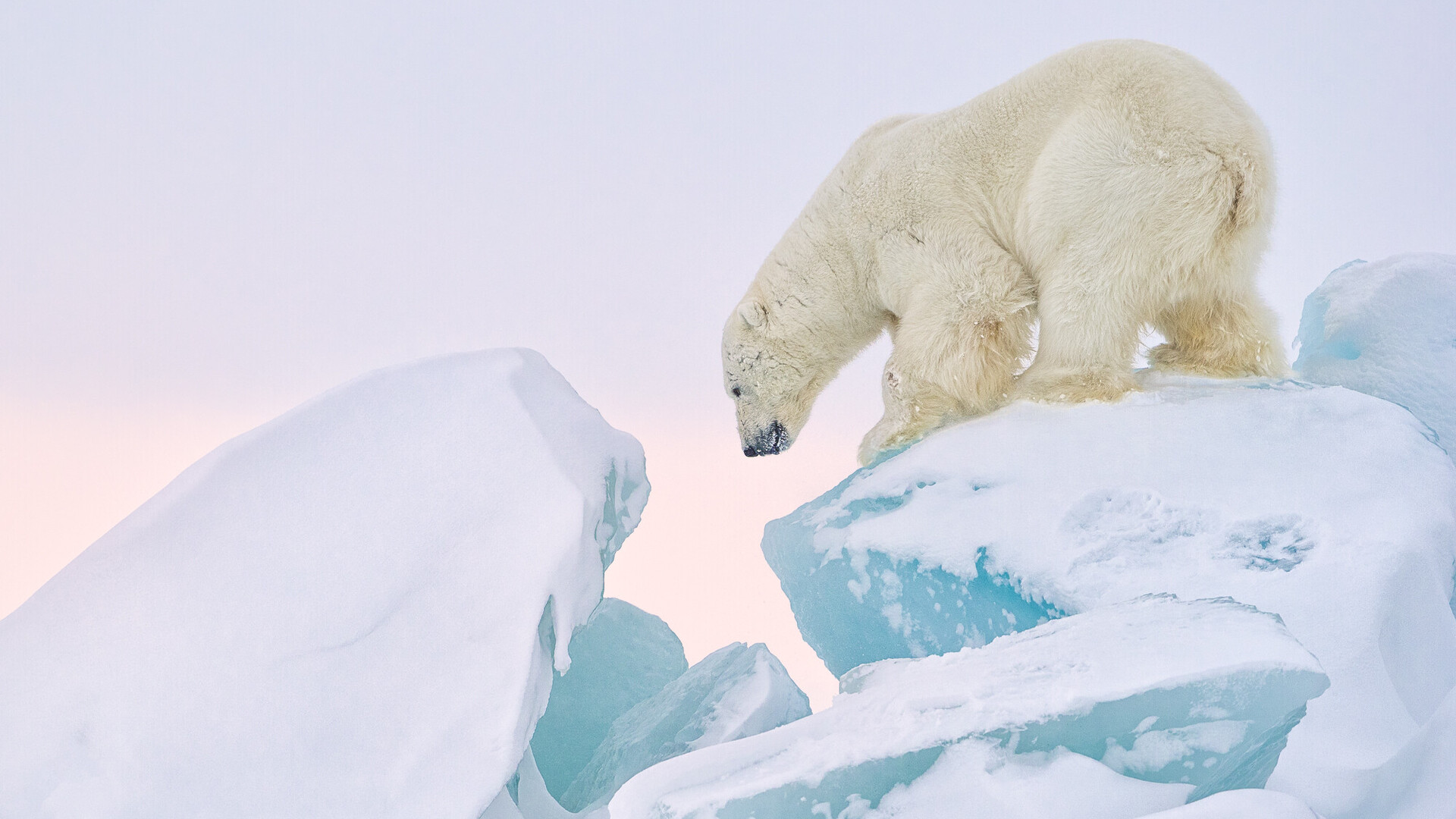 Eisb&auml;r klettert auf Eisbergen